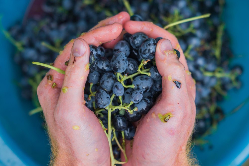 raisins écrasés dans les mains d'un agriculteur