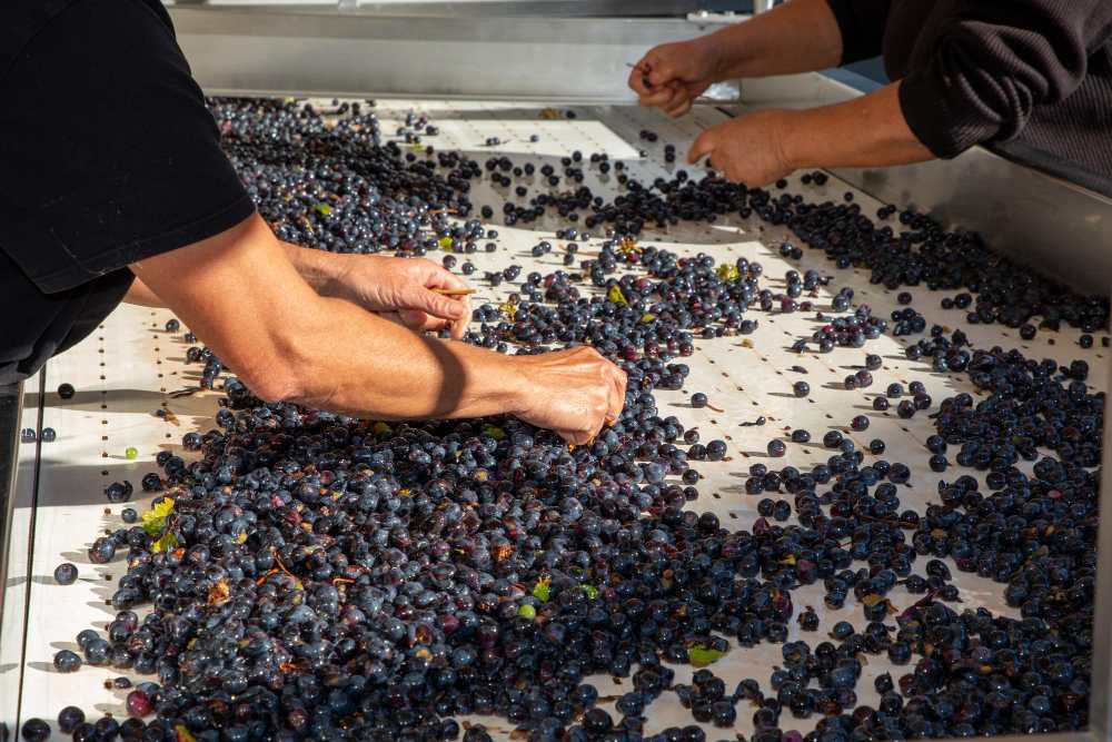Des mains trient le raisin dans une machine à vin en acier avec du raisin rouge.