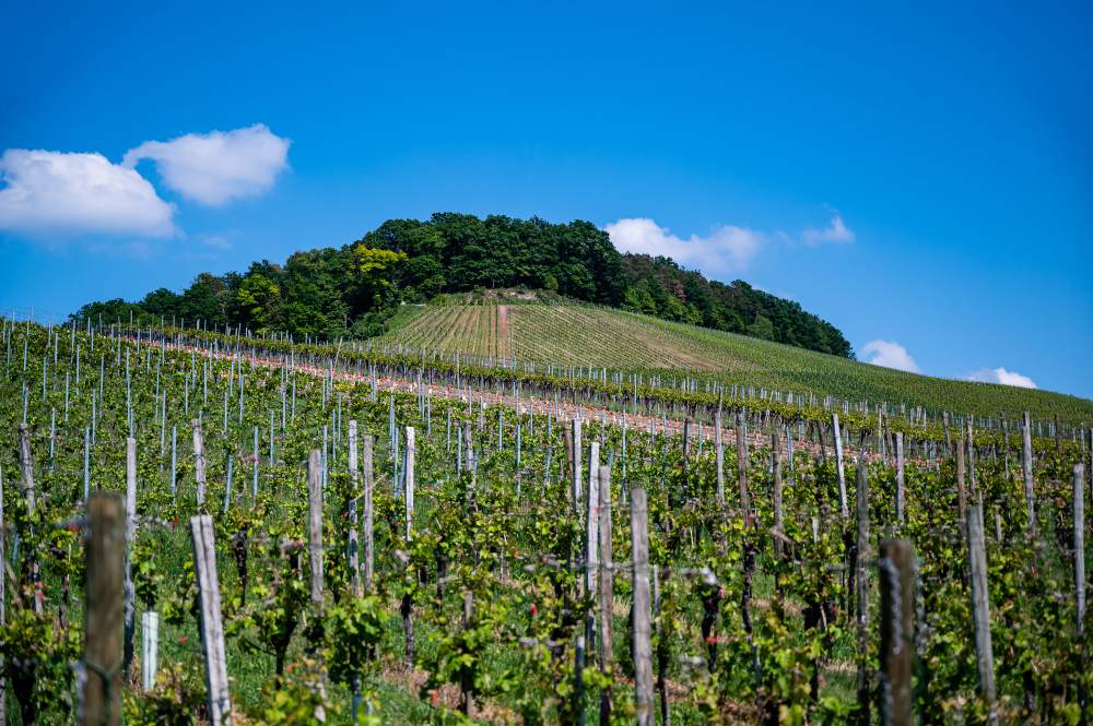 Vignoble en coteau sous un ciel bleu, avec des rangées de vignes soutenues par des piquets et une colline boisée en arrière-plan