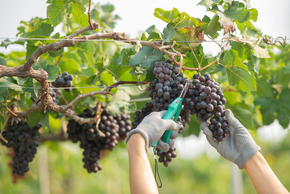 Vendange manuelle de grappes de raisin noir à l’aide d’un sécateur, avec des mains gantées travaillant sur une vigne.