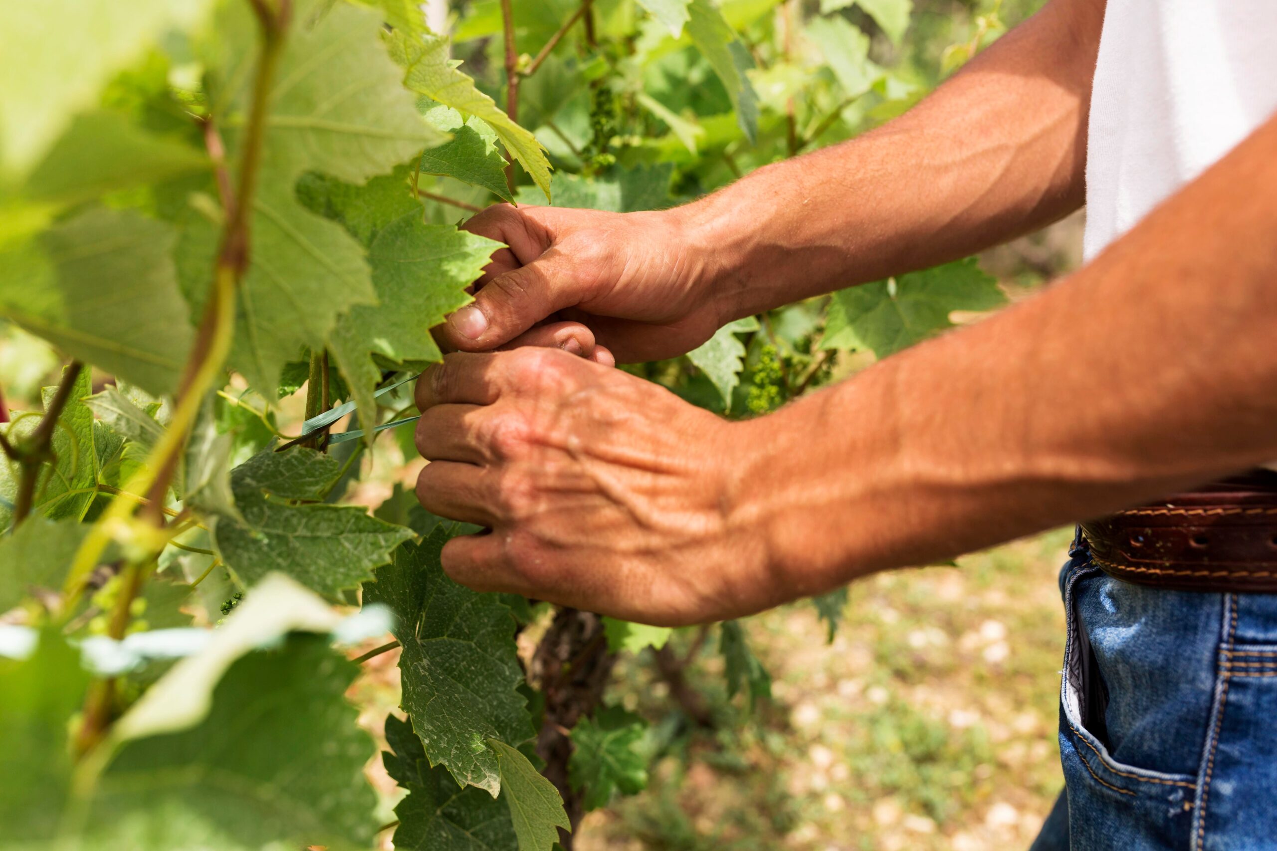 Gros plan sur un viticulteur travaillant les ceps de vigne manuellement