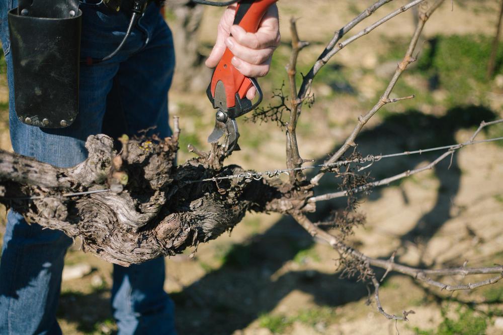 homme coupant la vigne