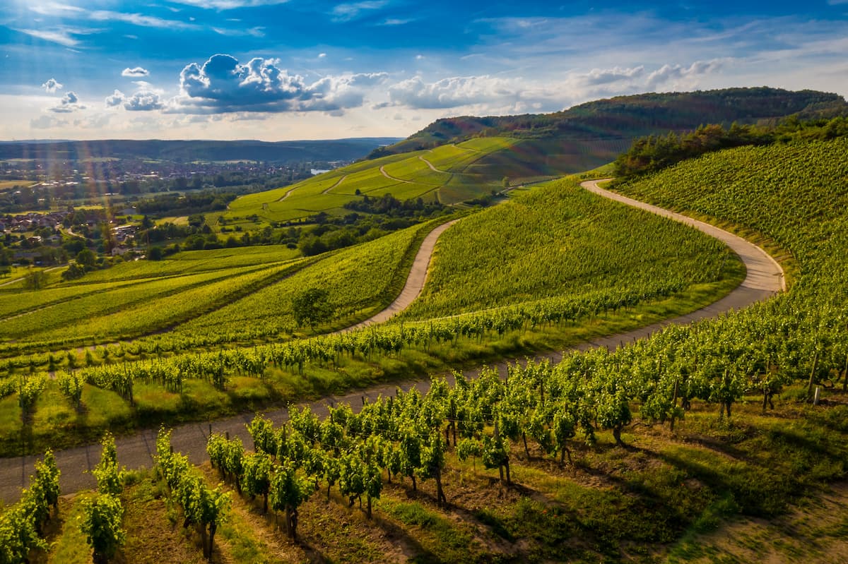 terroir en viticulture