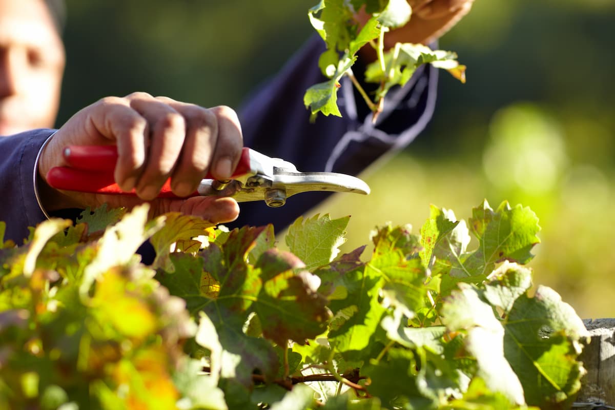 période pour tailler la vigne